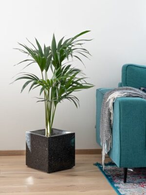 Mustast lihvitud betoonist betoonvaas elutoas diivani kõrval, sees suur roheline taim.