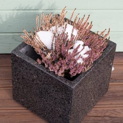 Mustast lihvitud betoonist betoonvaas terrassil, sees lumega kaetud kanarbik.