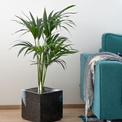 Mustast lihvitud betoonist betoonvaas elutoas diivani kõrval, sees suur roheline taim.