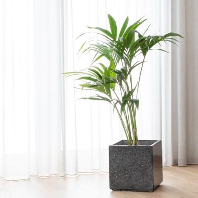 Mustast lihvitud betoonist betoonvaas elutoas, sees suur roheline taim.