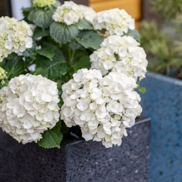 Hortensiatega mustast lihvitud betoonist betoonvaas.